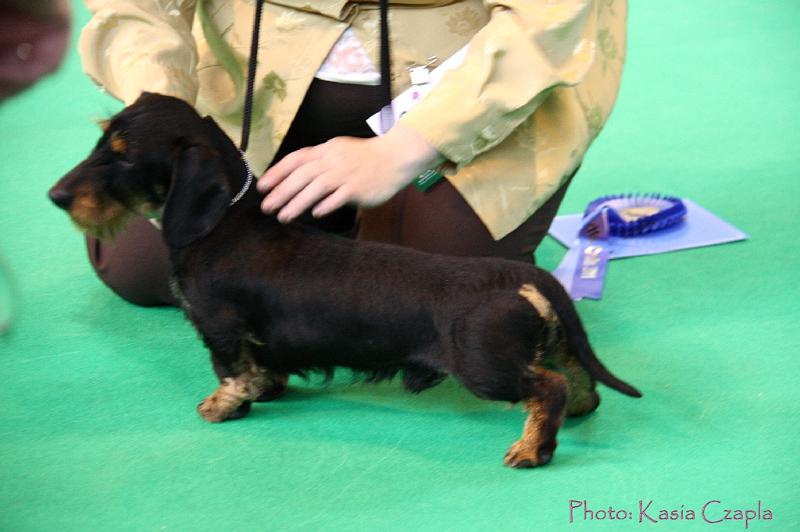 Crufts2011_2 528.jpg